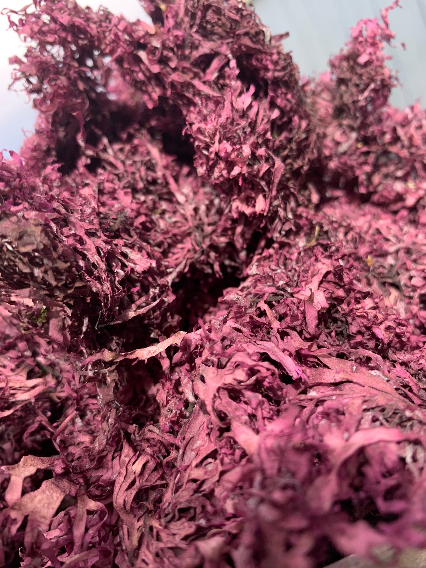 Dried Pacific Dulse