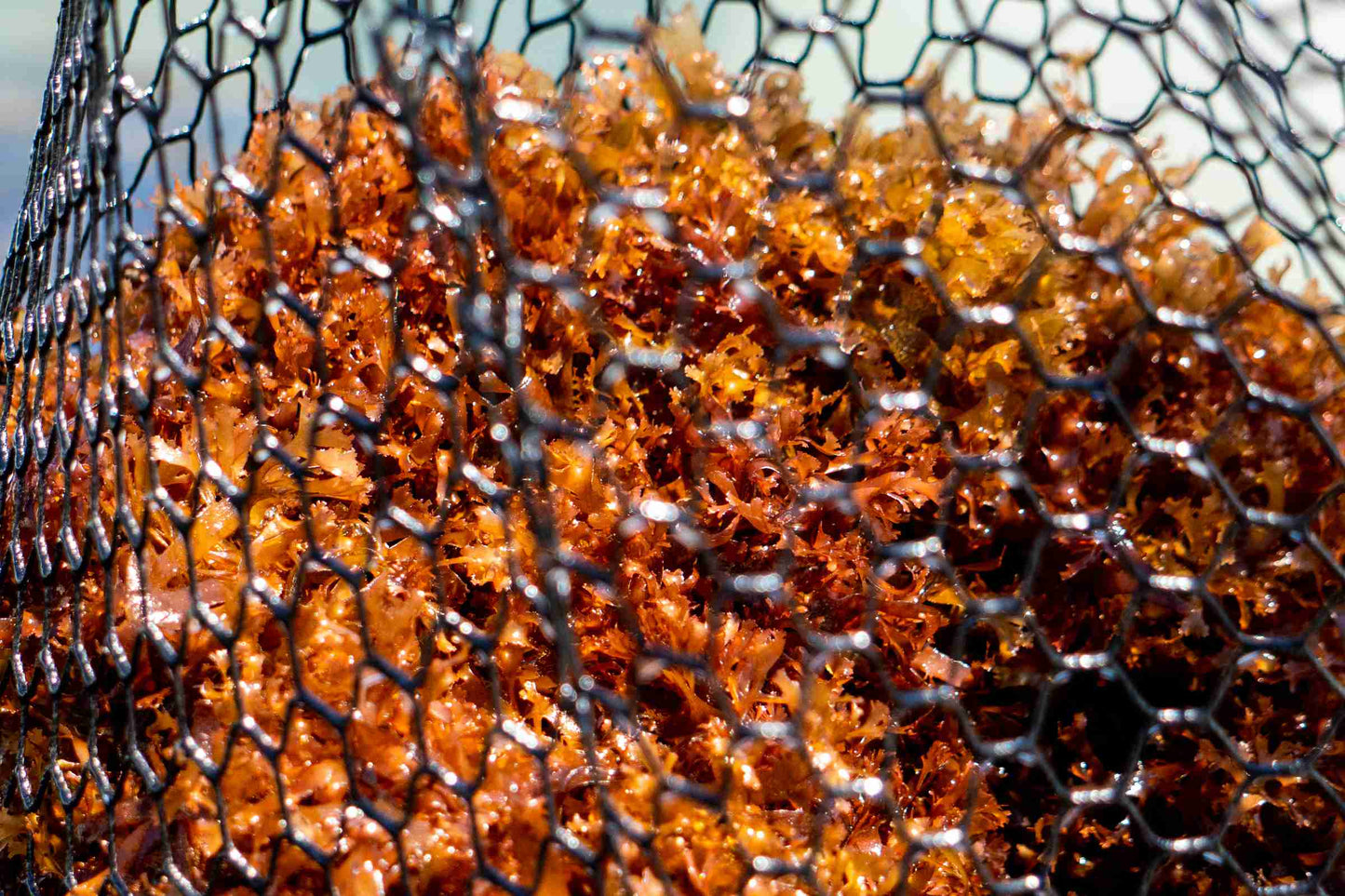 oregon seaweed background opt v06