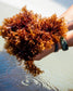 Oregon Seaweed - Red Dulse