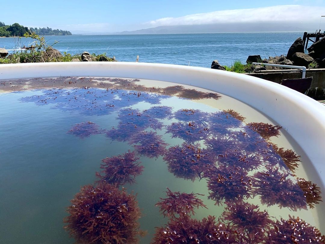 Oregon Seaweed Tank