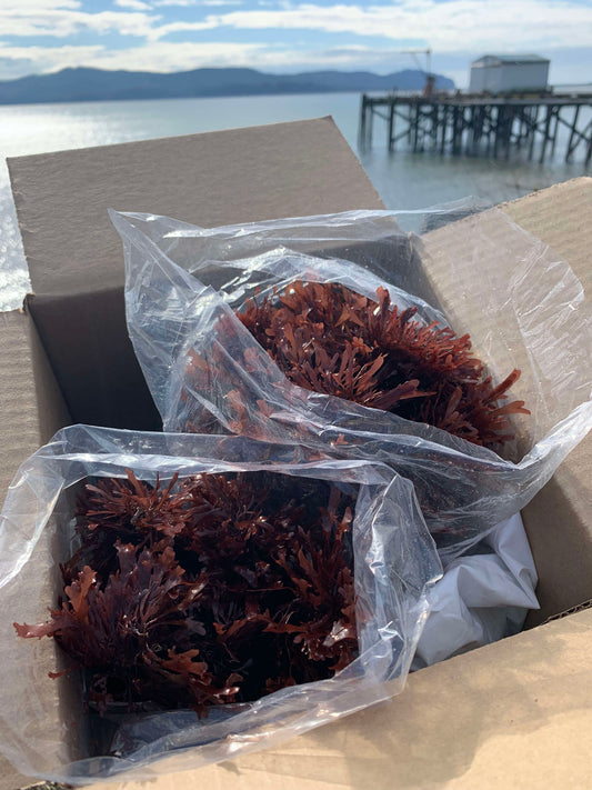 7 lbs · Pacific Dulse Seaweed