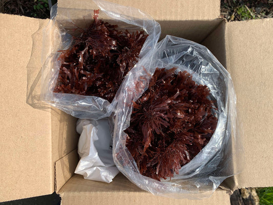 5 lbs · Pacific Dulse Seaweed