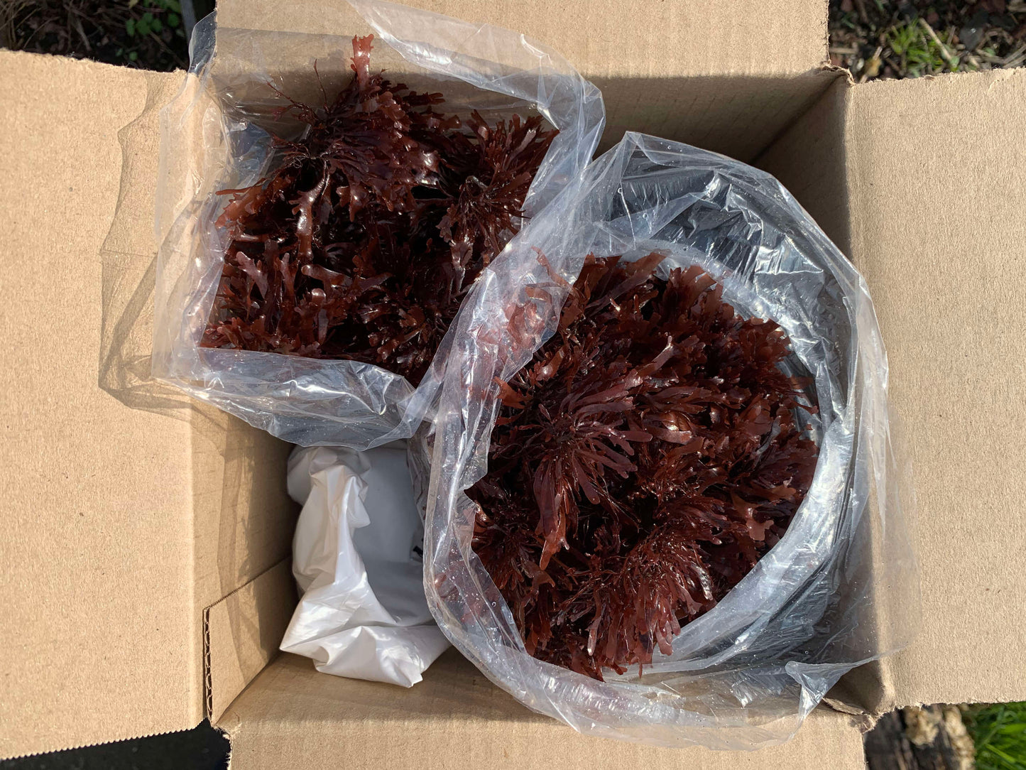 7 lbs · Pacific Dulse Seaweed