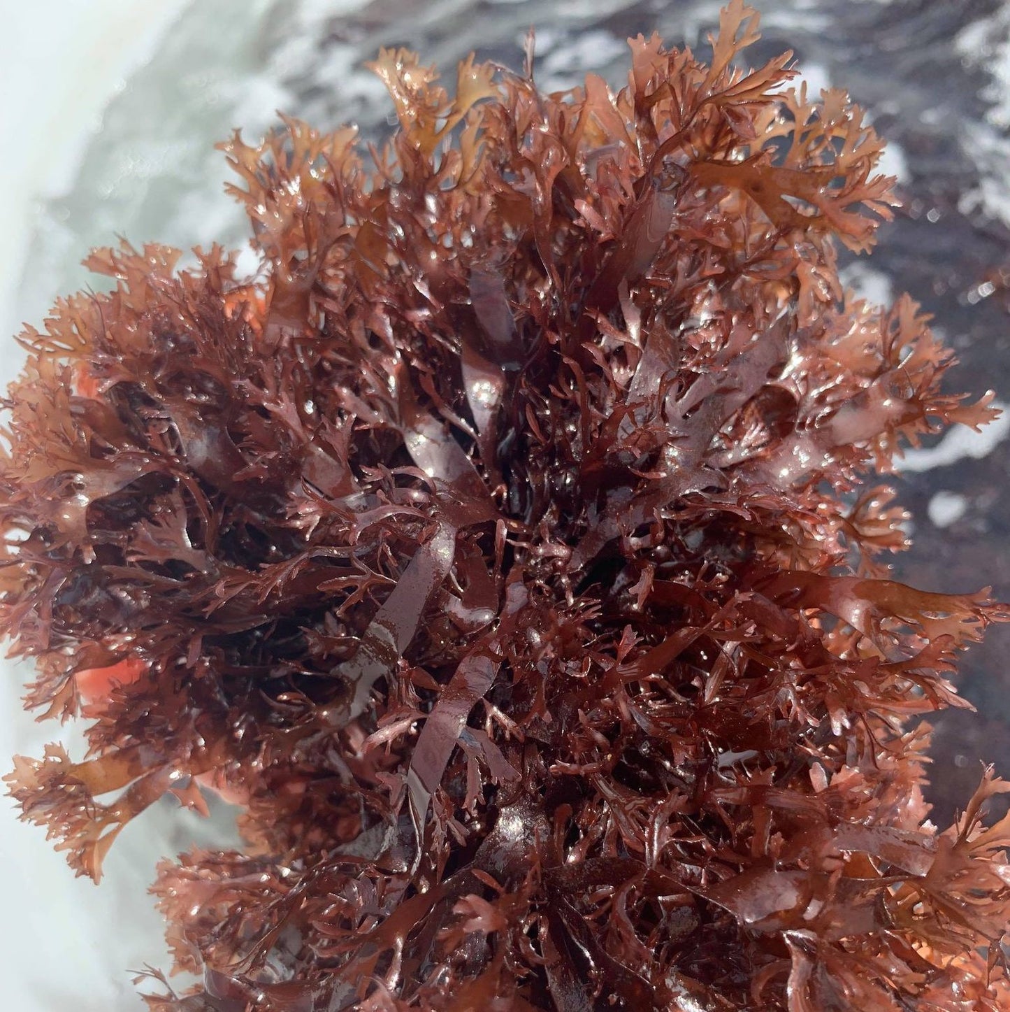 10 lbs · Pacific Dulse Seaweed