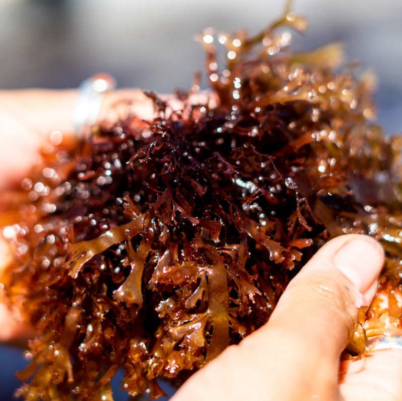 3 lbs · Pacific Dulse Seaweed